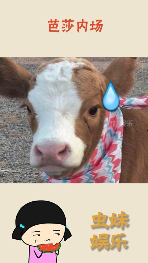 娱乐吃瓜酱高清